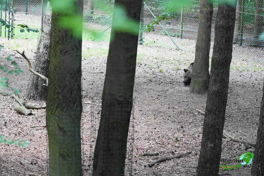 Braunbär im Ouwehands Dierenpark - 2026