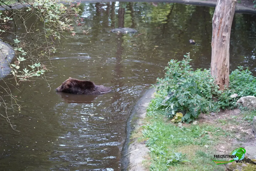 Braunbär im Ouwehands Dierenpark - 2026