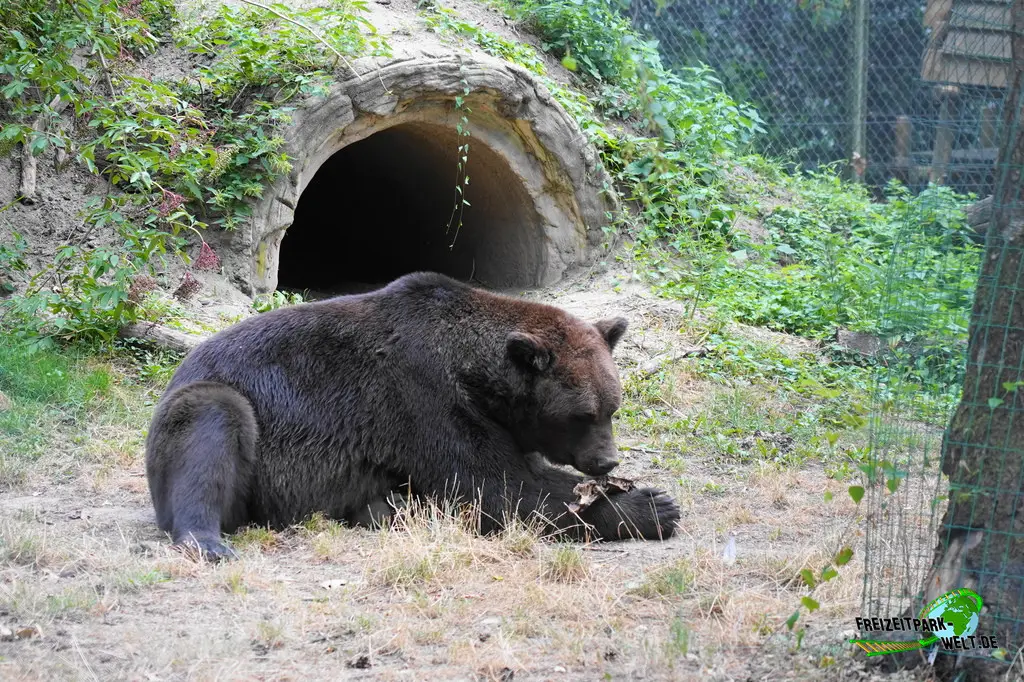 Braunbär im Ouwehands Dierenpark - 2026