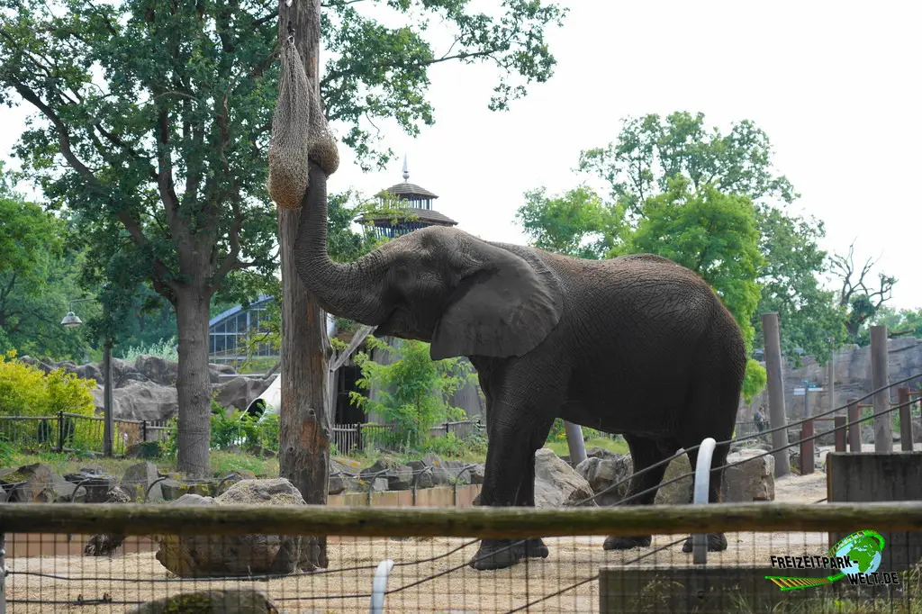 Afrikanischer Elefant im Ouwehands Dierenpark - 2026