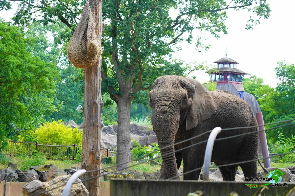 Afrikanischer Elefant im Ouwehands Dierenpark - 2026