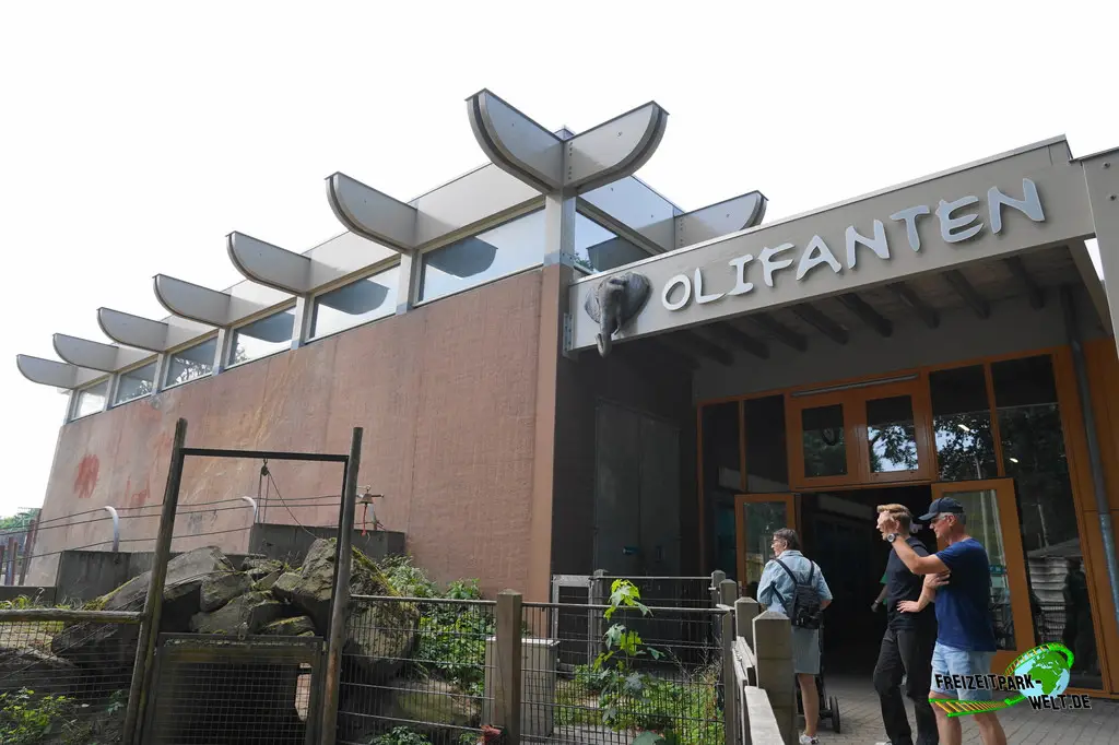 Afrikanischer Elefant im Ouwehands Dierenpark - 2026