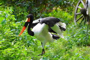 Ouwehands Dierenpark Galerie