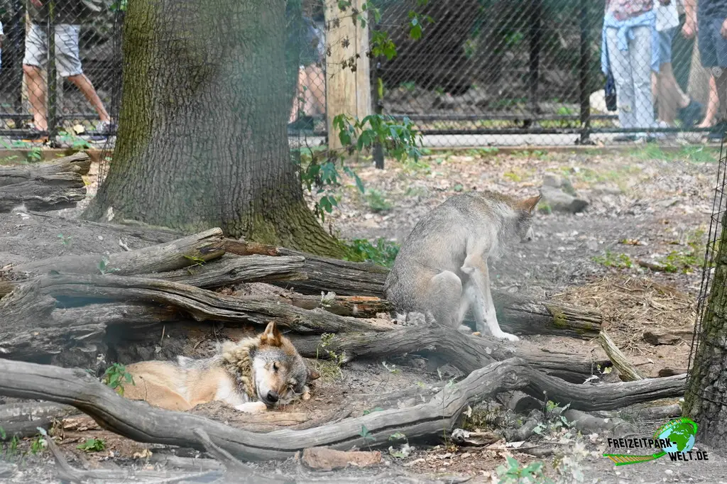 Eurasischer Wolf im Ouwehands Dierenpark - 2026