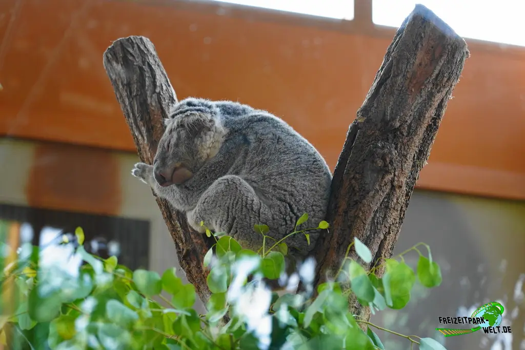 Koala im Ouwehands Dierenpark - 2026
