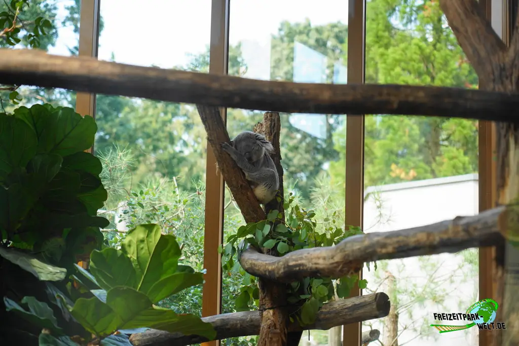 Koala im Ouwehands Dierenpark - 2026