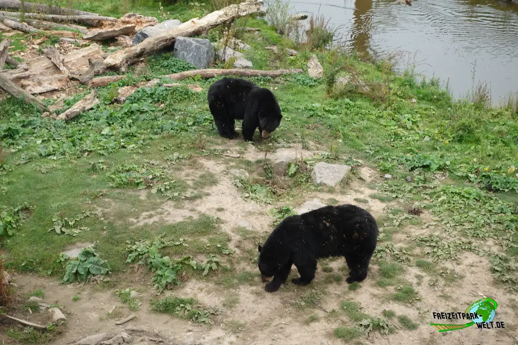 Amerikanischer Schwarzbär im Pairi Daiza - 2025