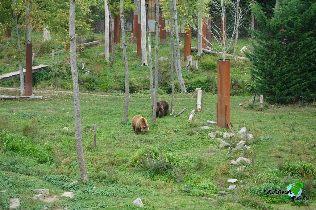 Braunbär im Pairi Daiza - 2025
