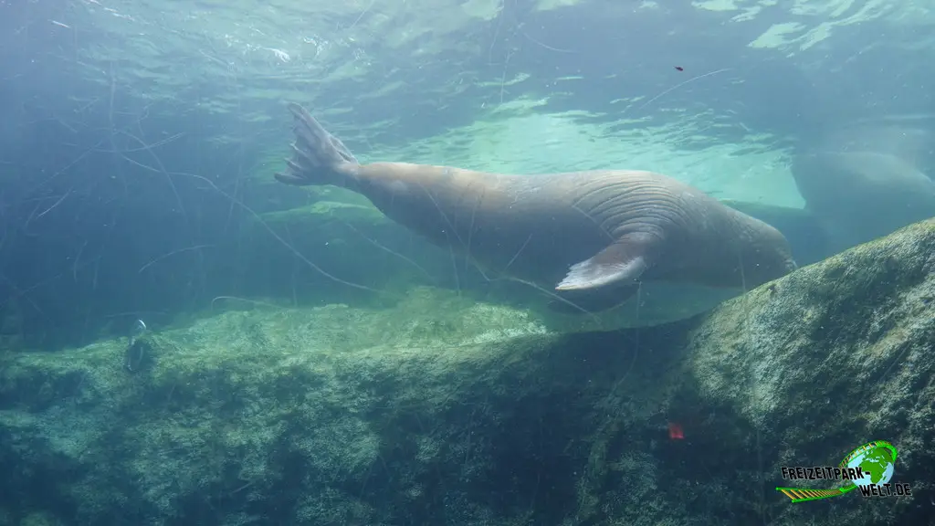 Walross im Pairi Daiza - 2025