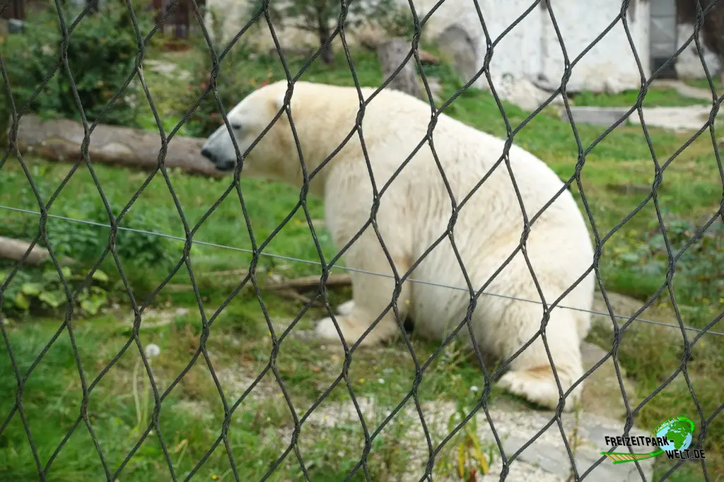 Eisbär im Pairi Daiza - 2025