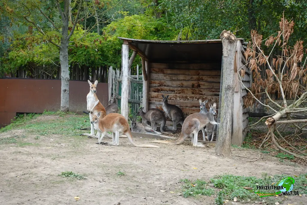Rotes Riesenkänguru im Pairi Daiza - 2025