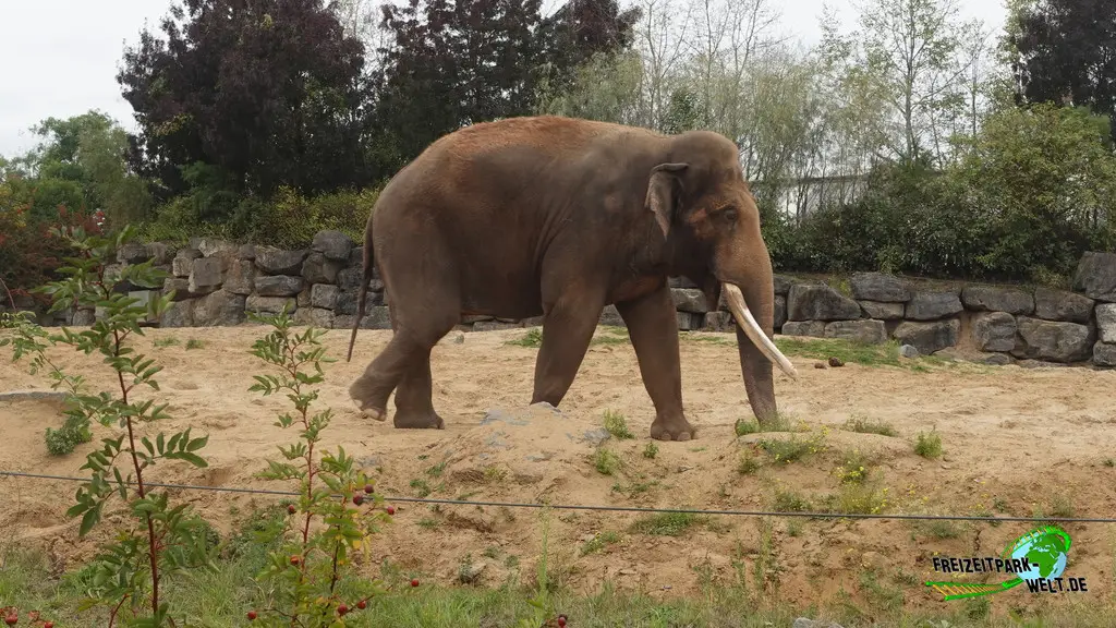 Asiatischer Elefant im Pairi Daiza - 2025