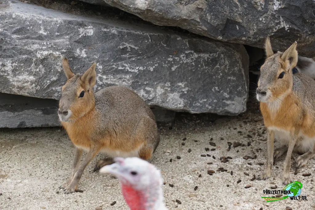 Großer Mara im Pairi Daiza - 2025