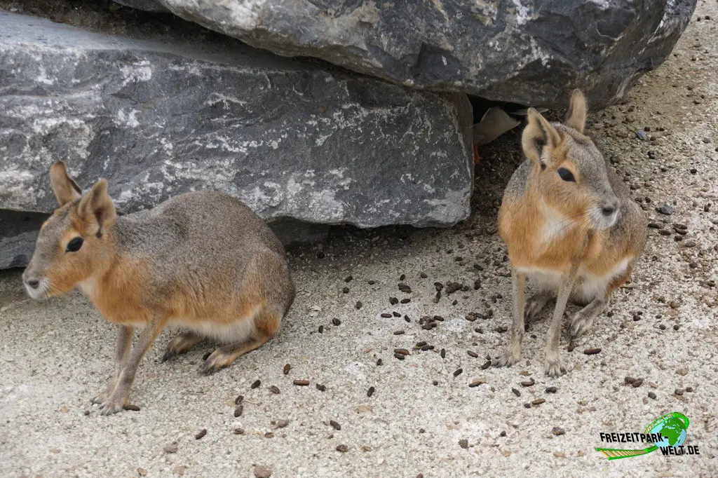 Großer Mara im Pairi Daiza - 2025