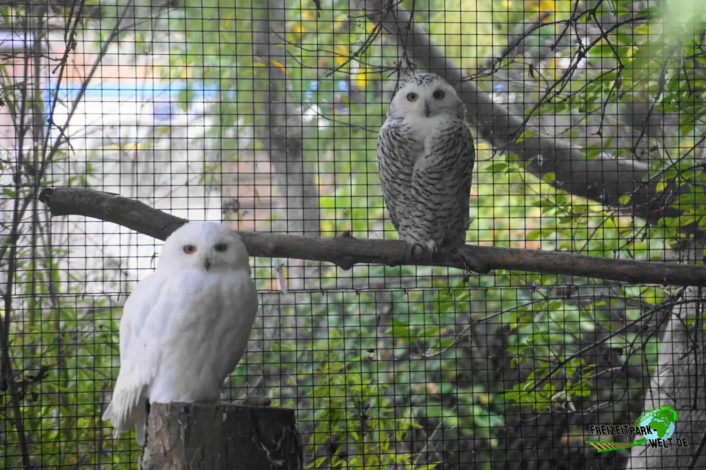 Schneeeule im Pairi Daiza - 2025