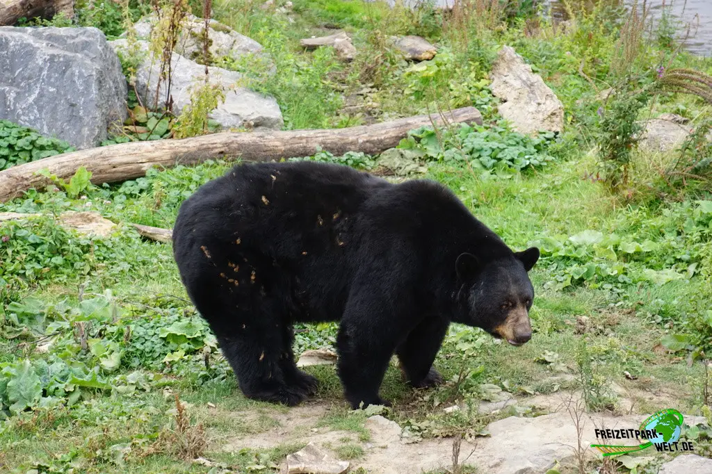 Amerikanischer Schwarzbär im Pairi Daiza - 2025