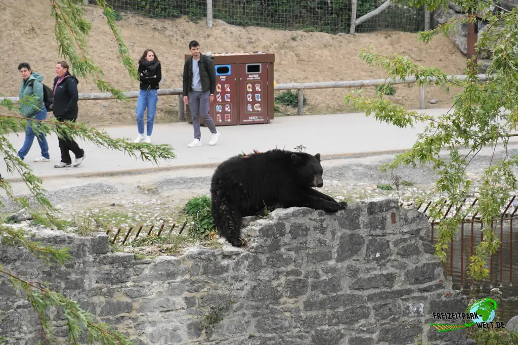 Amerikanischer Schwarzbär im Pairi Daiza - 2025