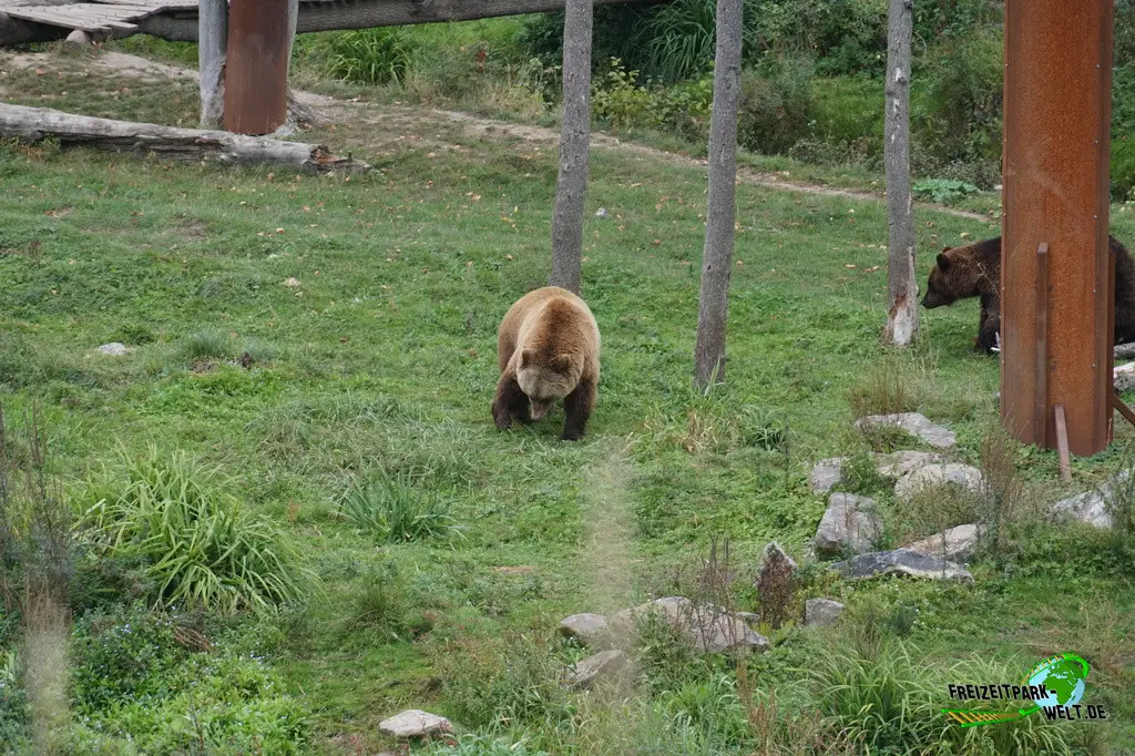 Braunbär im Pairi Daiza - 2025