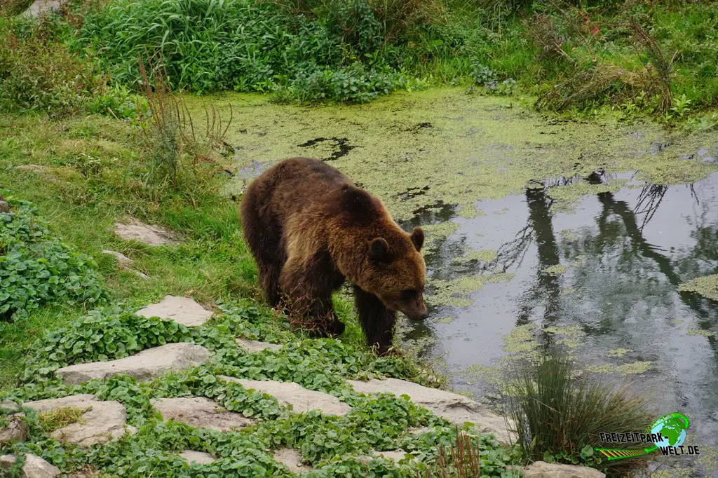 Braunbär im Pairi Daiza - 2025