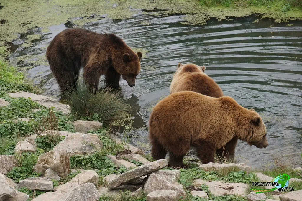 Braunbär im Pairi Daiza - 2025