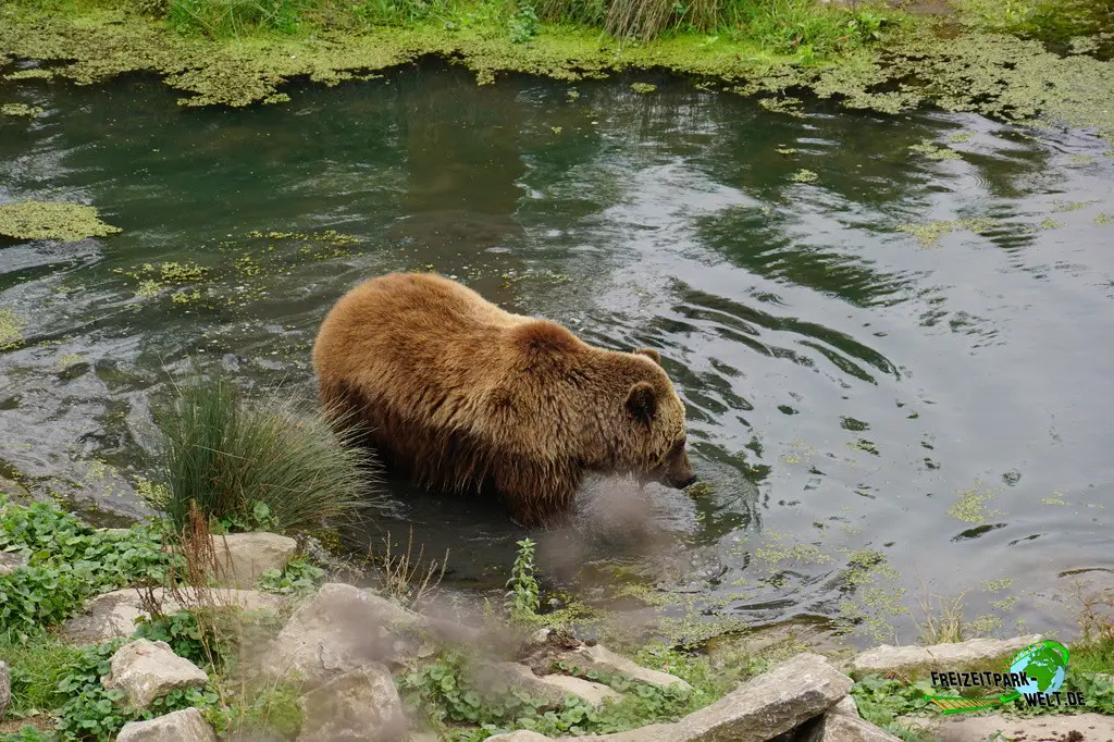 Braunbär im Pairi Daiza - 2025