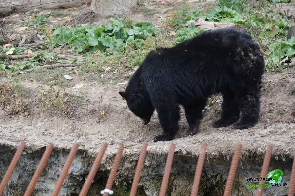 Amerikanischer Schwarzbär im Pairi Daiza - 2025