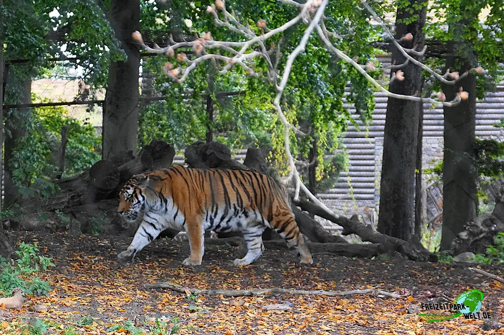 Sibirischer Tiger im Pairi Daiza - 2025