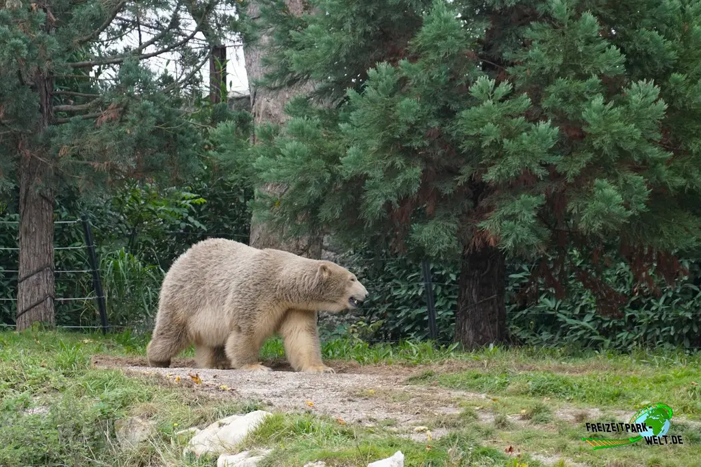 Eisbär im Pairi Daiza - 2025