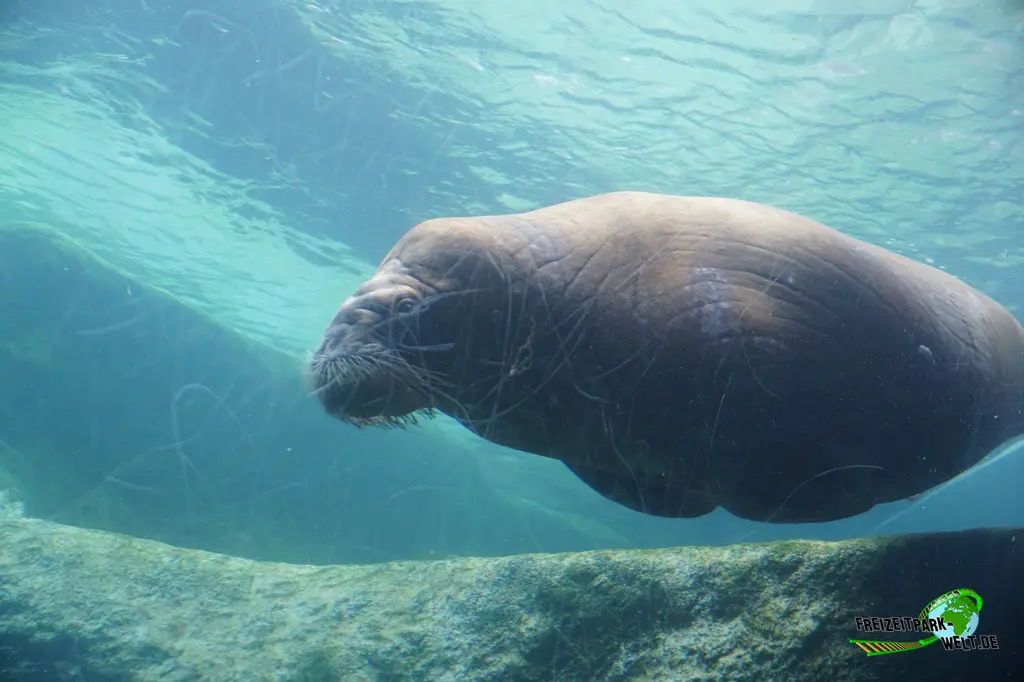 Walross im Pairi Daiza - 2025