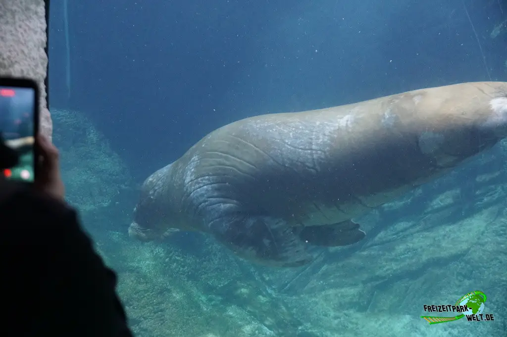 Walross im Pairi Daiza - 2025