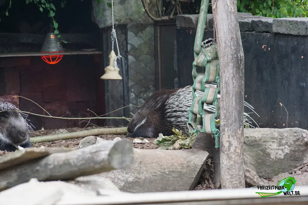 Weißschwanz-Stachelschwein im Pairi Daiza - 2025