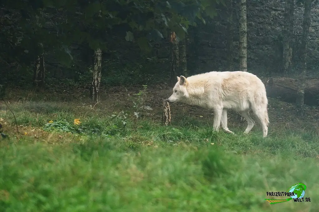 Polarwolf im Pairi Daiza - 2025