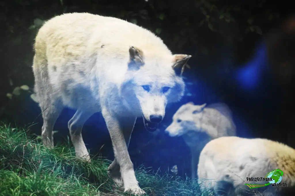 Polarwolf im Pairi Daiza - 2025