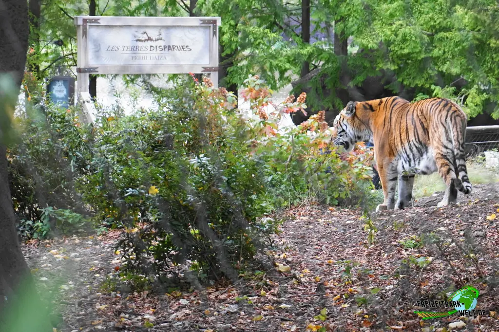 Sibirischer Tiger im Pairi Daiza - 2025