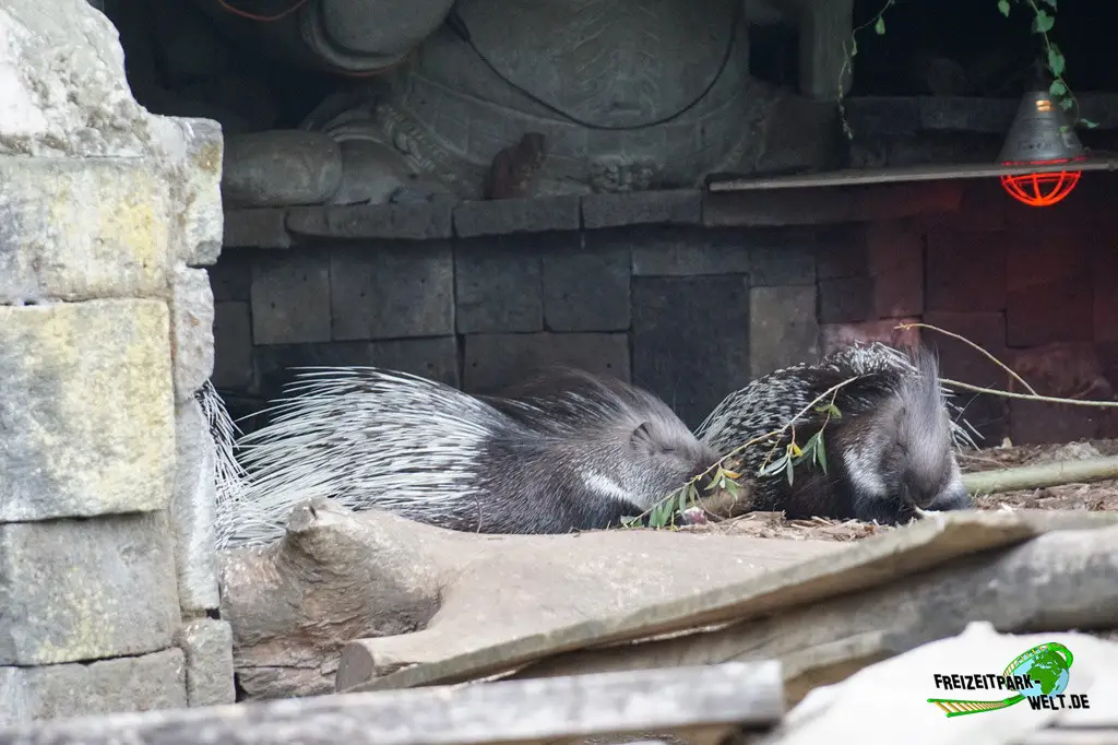 Weißschwanz-Stachelschwein im Pairi Daiza - 2025