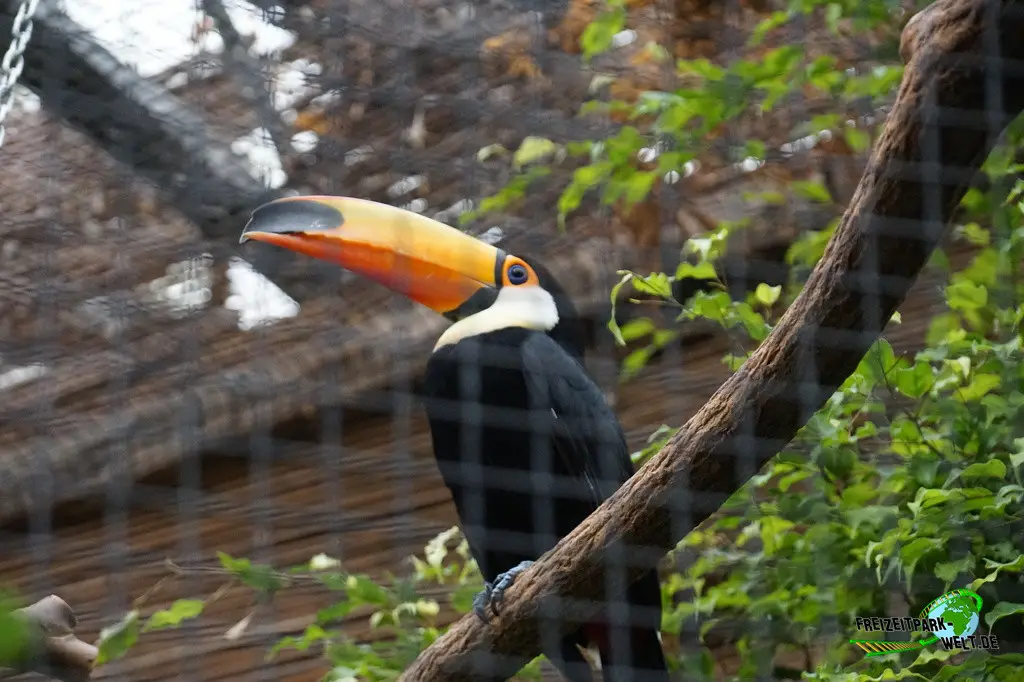 Riesentukan im Pairi Daiza - 2025
