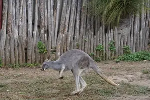 Zufälliges Bild aus Austrial Cape
