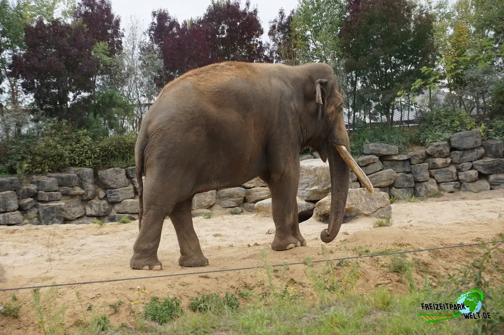 Asiatischer Elefant im Pairi Daiza - 2025