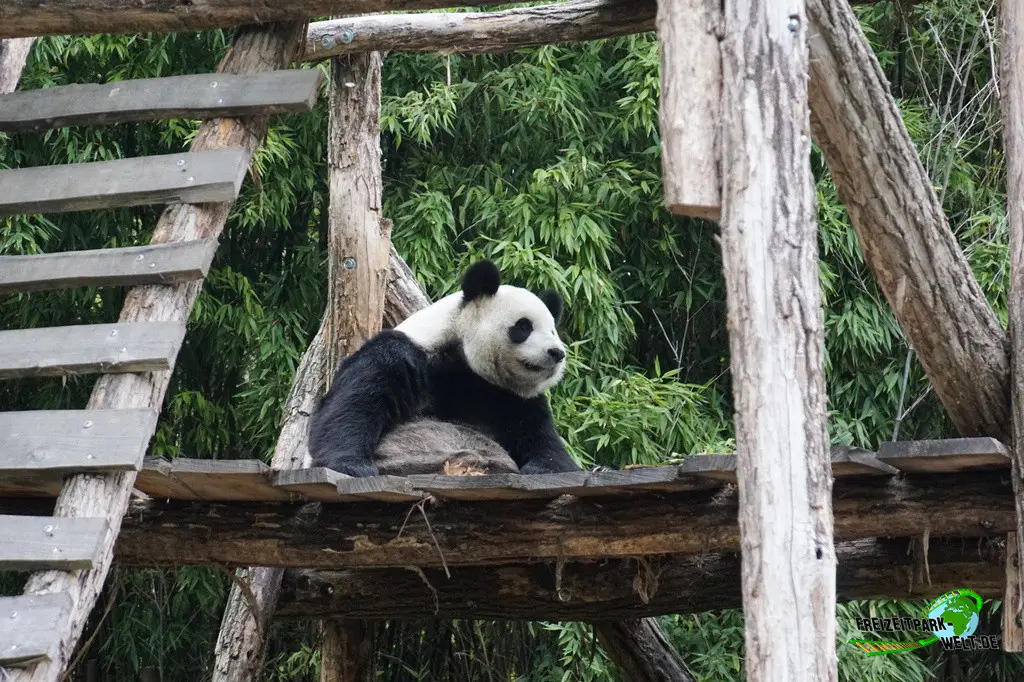 Großer Panda im Pairi Daiza - 2025