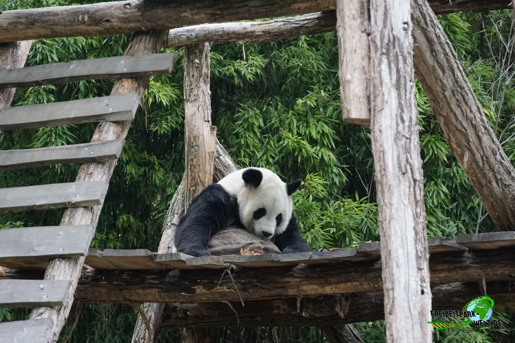 Großer Panda im Pairi Daiza - 2025