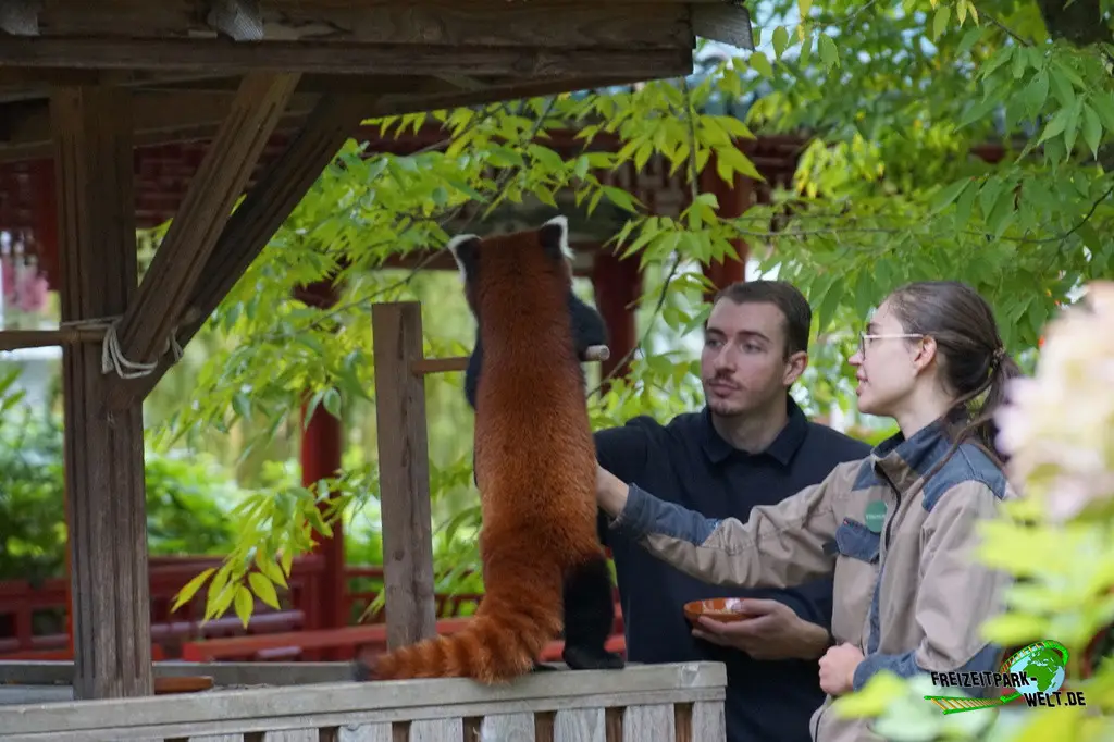 Kleiner Panda im Pairi Daiza - 2025