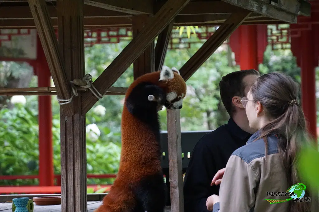 Kleiner Panda im Pairi Daiza - 2025