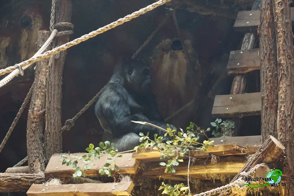 Westlicher Flachland-Gorilla im Pairi Daiza - 2025