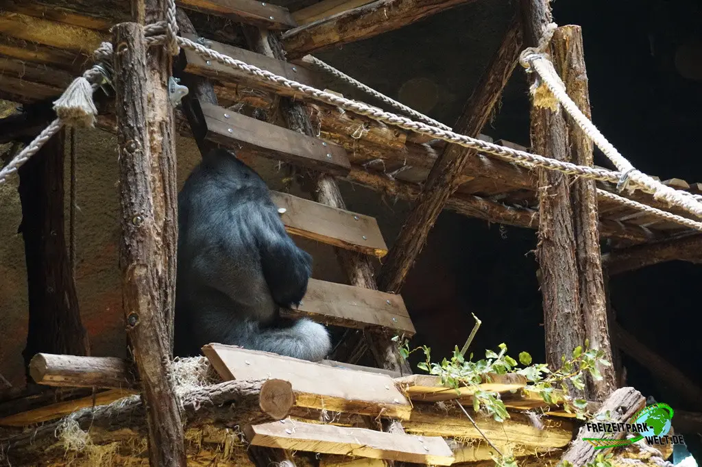 Westlicher Flachland-Gorilla im Pairi Daiza - 2025