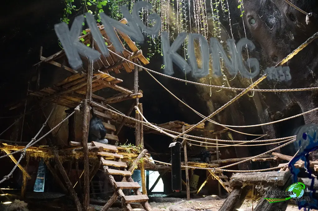 Westlicher Flachland-Gorilla im Pairi Daiza - 2025