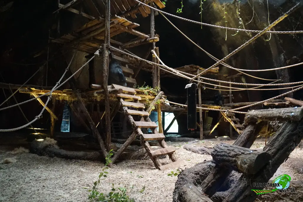 Westlicher Flachland-Gorilla im Pairi Daiza - 2025