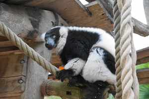 Mini-Galerie Pairi Daiza Foto 2