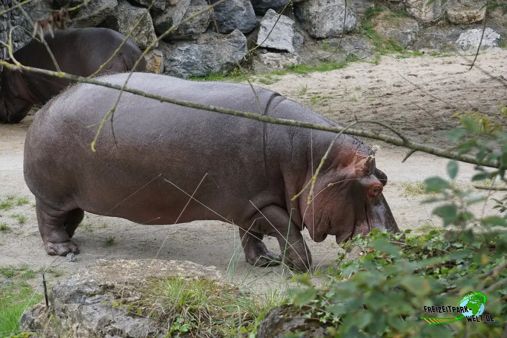 Flusspferd im Pairi Daiza - 2025