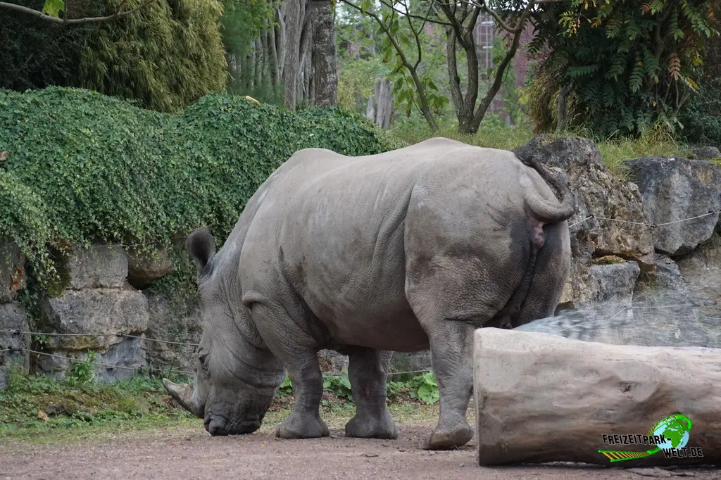 Nashorn im Pairi Daiza - 2025
