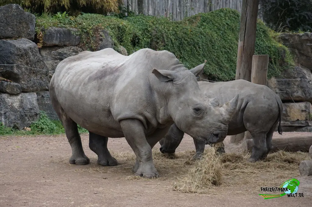 Nashorn im Pairi Daiza - 2025
